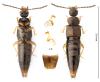Atheta cinnamoptera